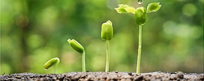 Fara lulesh dhe bimësh