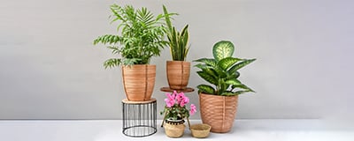 Indoor Flower/Plant Pots