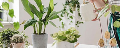 Indoor green Plants