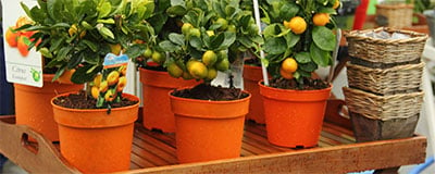 Fruit Citrus and Seed Seedlings