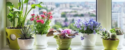 Indoor flowering Plants