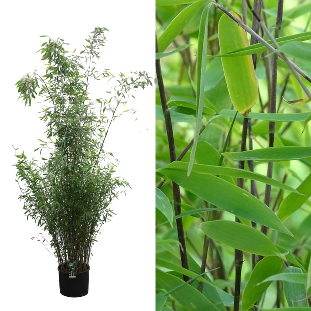 Bambu, bambusa fargesia viking v.38 h.230 | Megatek