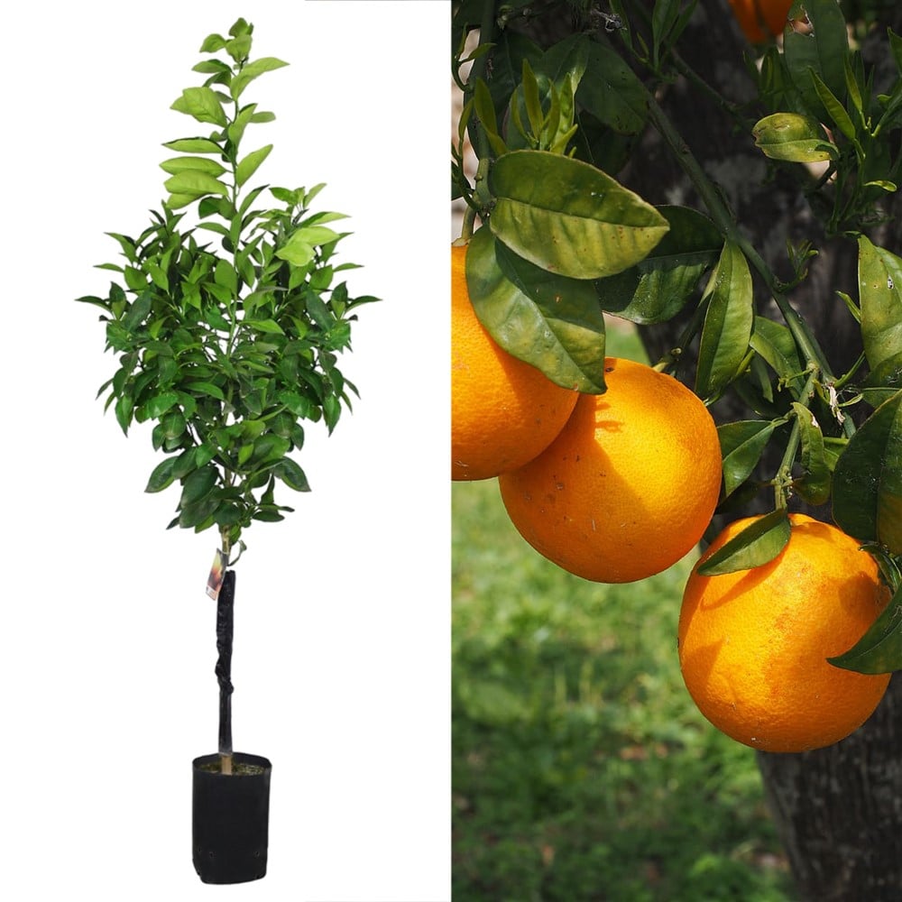 Orange sapling Megatek
