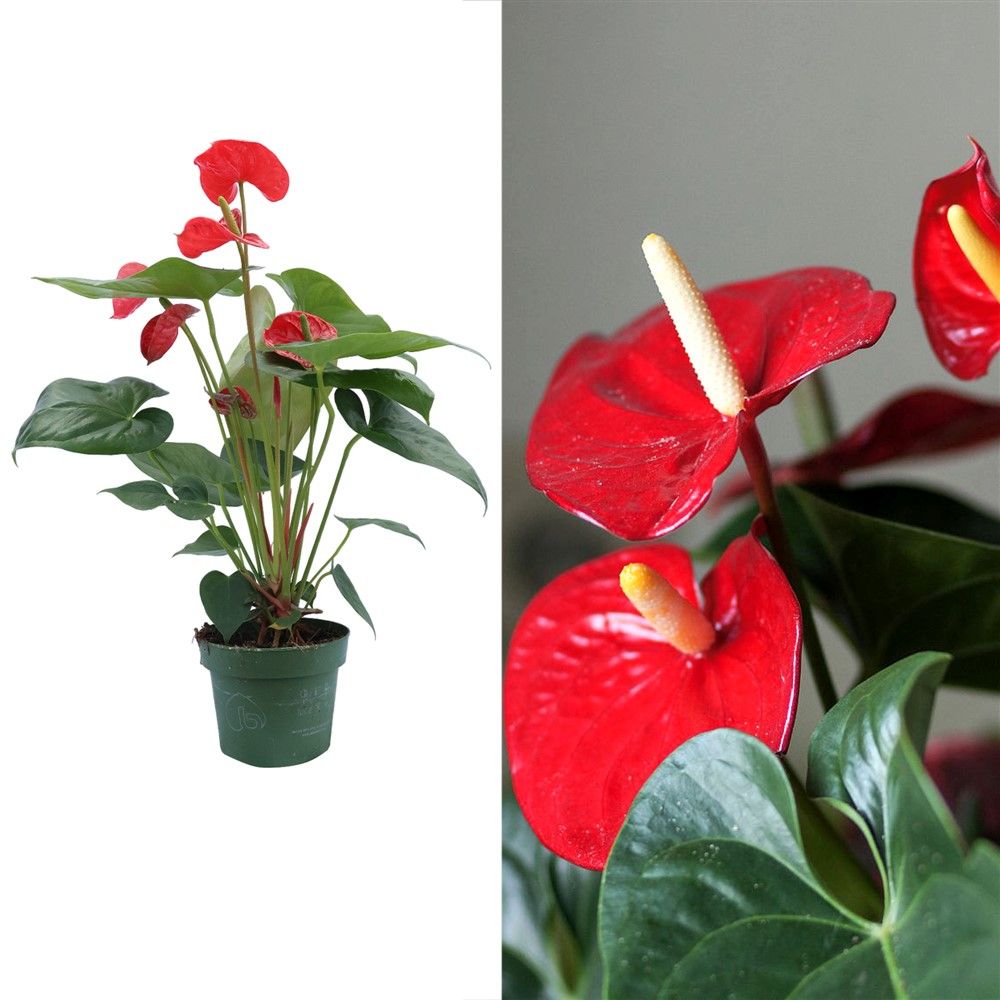 Anthurium mix v.17 h.50-65