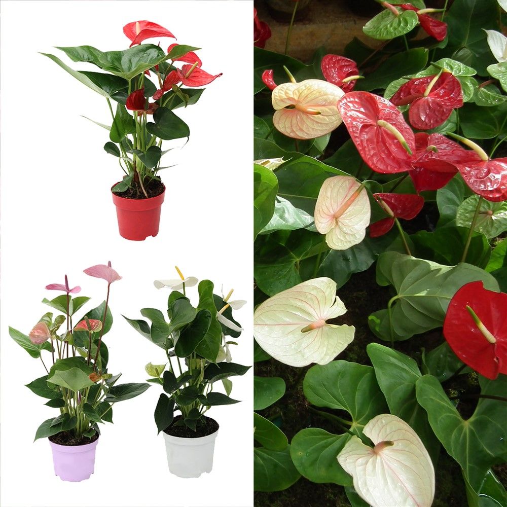 Anthurium mix v.14 h.40-50