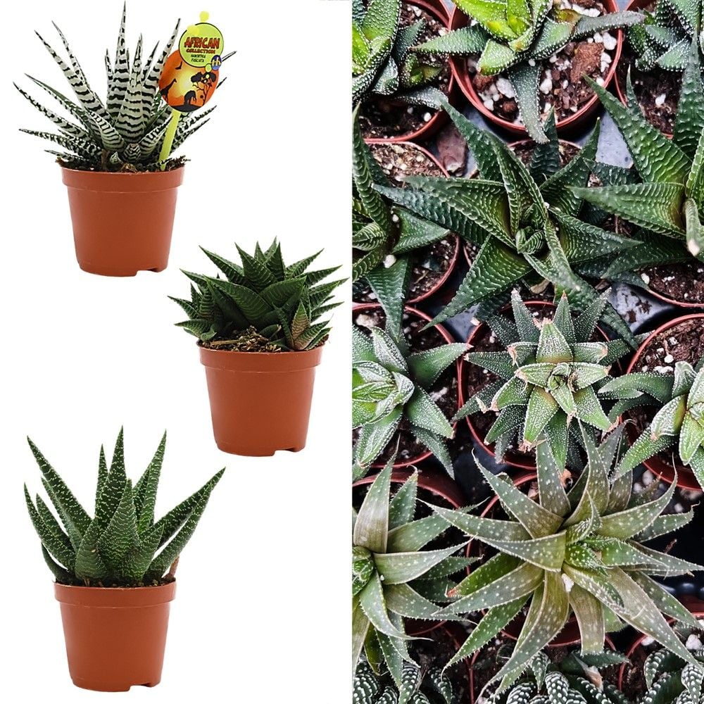 Haworthia mix v.10 h.12-18