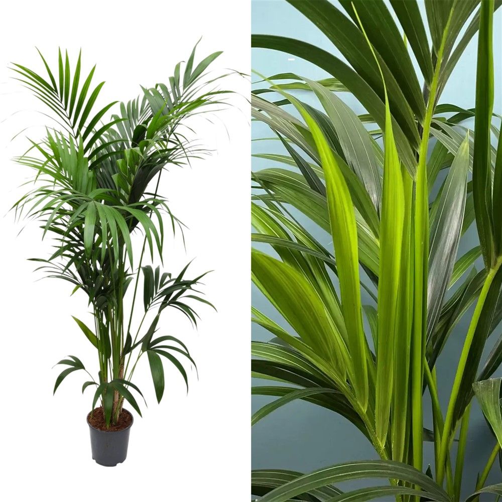 Kentia howea forsteriana v.24 h.180