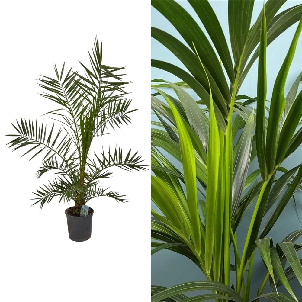 Phoenix canariensis v.21 h.130-150