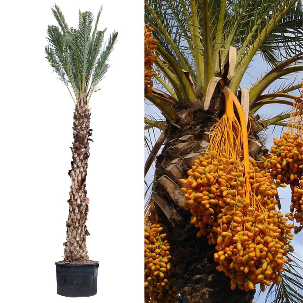 Phoenix dactylifera v.130 h.900 cm