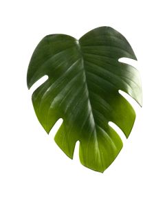 Artificial flower, MONESTERA, pvc, green, 36x45 cm
