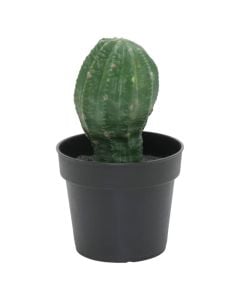 Artificial flower, Cactus, in pot, plastic, green, 16 cm