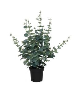 Lule artificiale, Eucalyptus, në vazo, plastike, jeshile, 68 cm
