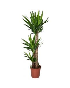 Yucca 3 plants/pot  v24 h 130