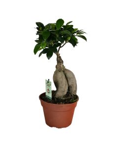 Fikus microcarpa ginseng  (bonsai) v17 h40