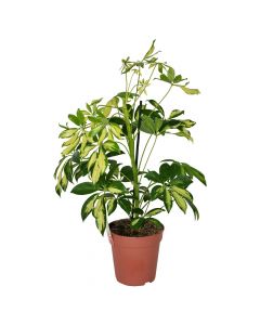 Schefflera arb. Gerda 1 plants v13 h50