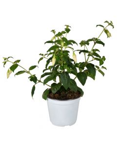 Fuchsia (Lule vathi) v14 h30