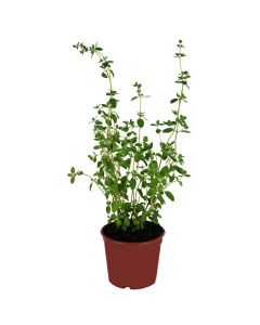 Aromatic plant Origanum Vulgare v14