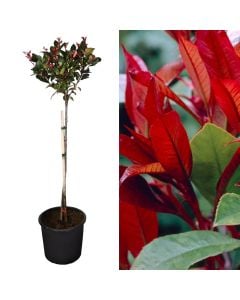 Photinia nana mini fusto 'top' v22 h80