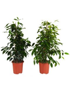 Ficus benjamina mix 3 pp v17 h70