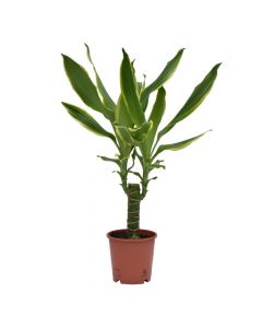 Dracaena Lucky Bamboo 3 plants/pot V14 H28