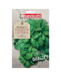 Basil Lettuce Leaf
