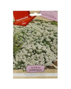 Flowers seeds, sweet alyssum
