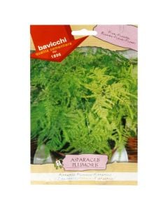 Farë lule, asparagusplumosus