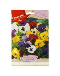 Fare lule viola tricolor(hortensis)