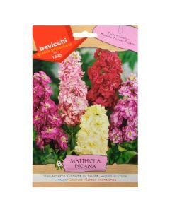 Farë lule, matthiola incana