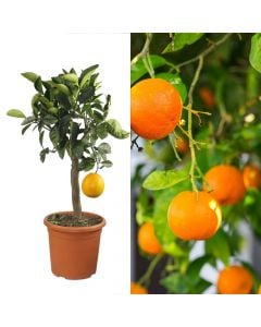Orange seedlings