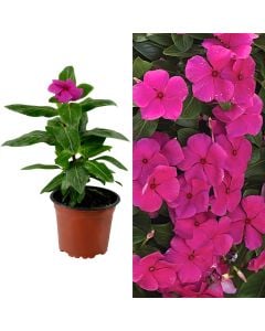 Vinca v.10