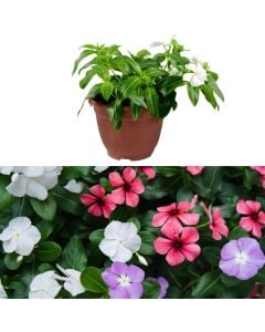 Vinca v.14