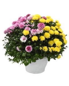Chrysanthemum mix v.19 h.45