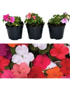 Impatiens v.10 h.12