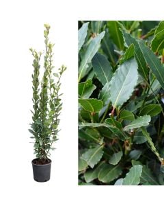 Laurel, laurus nobilis v.18 h.130