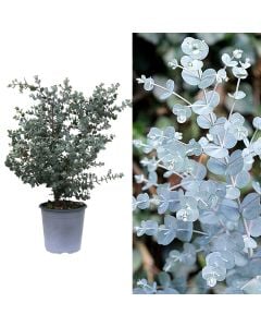 Eucalyptus gunnii v.17 h.50