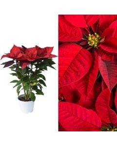 Poinsettia, lule Krishtlindje v.17 h.55-70