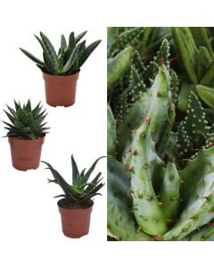 Aloe mix v.9 h.10-15