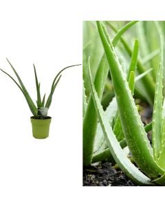 Aloe vera v.12 h.30-45