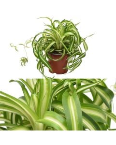 Chlorophytum bonnie v.12 h.25