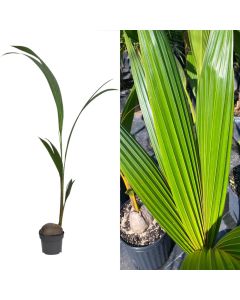 Cocos nucifera v.19 h.120