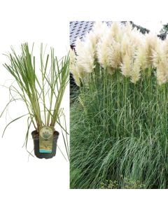 Cortaderia selloana citaro v.23 h.110
