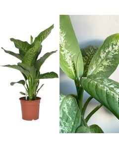 Dieffenbachia mix v.22 h.75-90