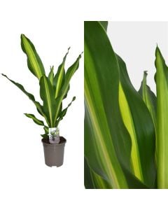 Dracaena lemon lime  v.17 h.45-60