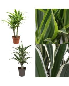 Dracaena 2 plant mix v.17 h.70