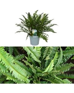 Dryopteris affinis v.17 h.45
