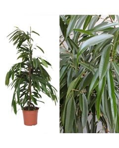 Ficus binnendijkii v.27 h.150
