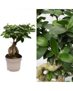 Ficus microcarpa ginseng v.12 h.25