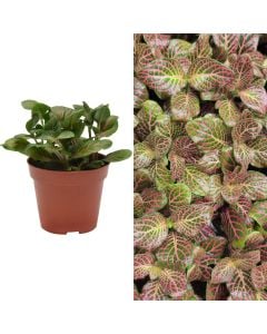 Fittonia mix v.12 h.15