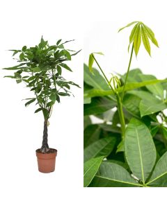 Pachira aquatica v.27 h.160-180